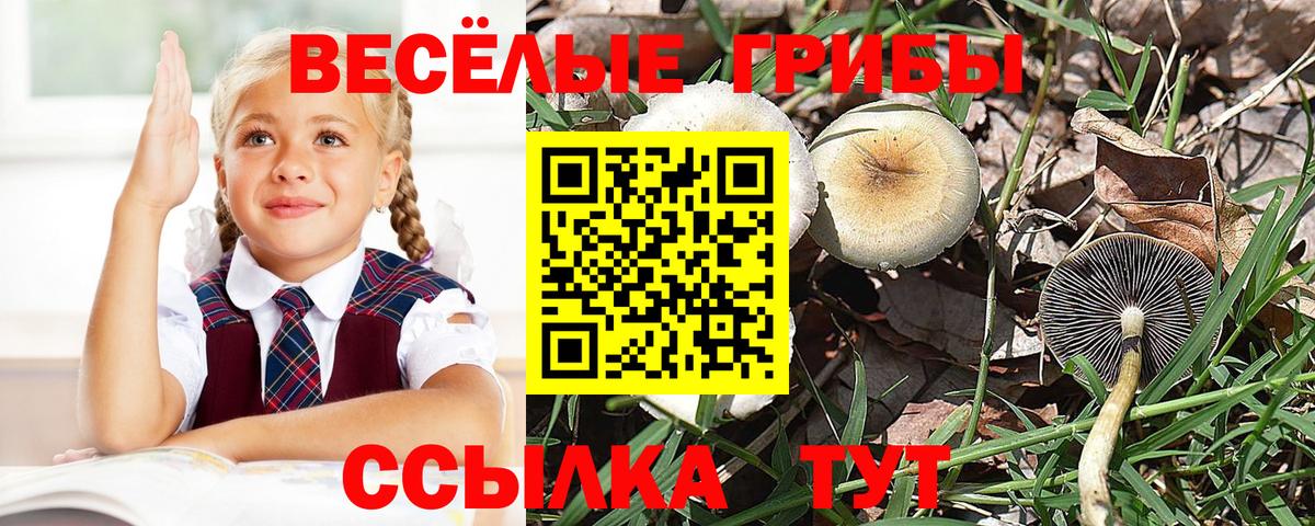 Псилоцибиновые грибы прущие грибы  Вход с VPN  Лесозаводск  Галлюциногенные грибы GOLDEN TEACHER 